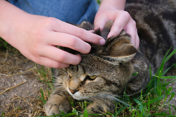 A people is looking for fleas on a cat's fur.