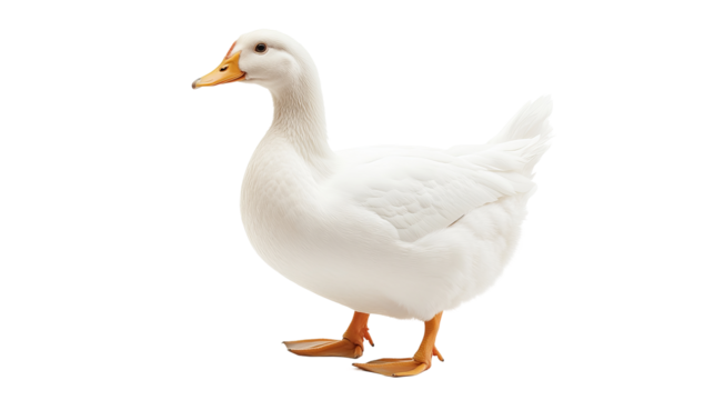 A stunning image of a white duck captured in its natural elegance