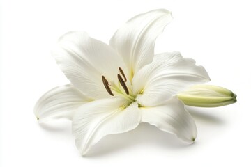 Fototapeta premium Single white flower centered on white background 