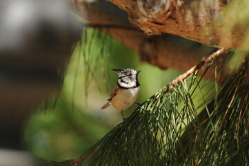 Bird. Mediterranean Biodiversity. Fauna and Flora of the Alt Emporda. Landscape and Nature.