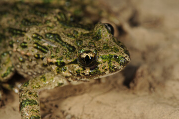Mediterranean Biodiversity. Fauna and Flora of the Alt Emporda. Landscape and Nature.