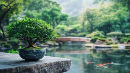 Serene Bonsai Tree in a Japanese Garden