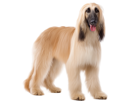 Majestic Afghan Hound in Studio Portrait, PNG clipart element with transparency