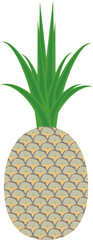 Pineapple with leaves. Tropical fruit 2. Vitaminized healthy food. Tropical design. Vector illustration