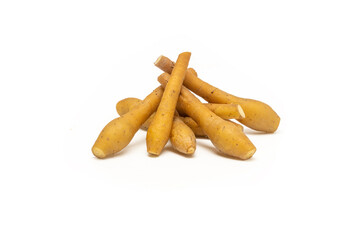 Fresh Fingerroot Rhizome Isolated on White Background