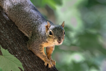 Curious Squirrel Clinging to Tree Trunk in Summer Light