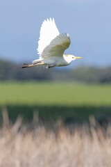 Close-up vertical shot of a Cattle Egret (Bubulcus ibis) flying with a blurred background of blue sky, green fields, and dry grass. Arrocampo, Extremadura, Spain