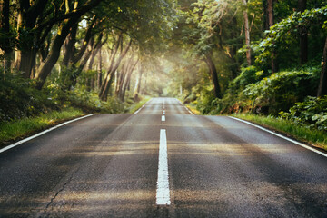 Obraz premium Highway that runs through a dense forest.