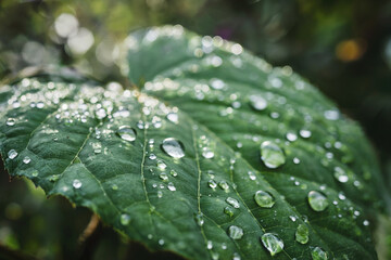 Large green leaf of a plant with drops of water.