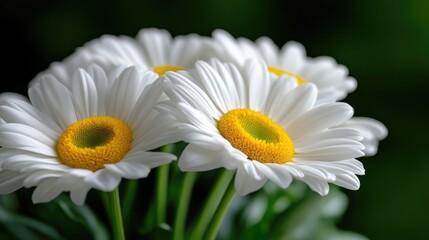 Fototapeta premium Close-up of Daisies