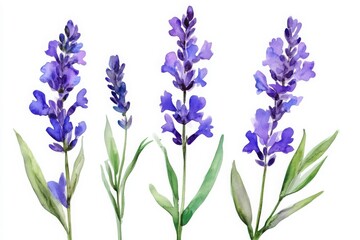 Watercolor lavender floral illustration on white background