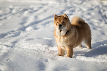 Fluffy Chow Chow Enjoying Winter – Looks Like a Little Bear