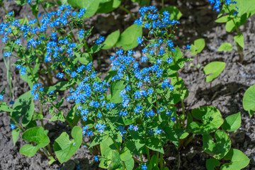 Blue forget me not flowers blooming in springtime close up. Wildflower of myosotis sylvatica or mouse ears the family boraginaceae. Symbol memory on holiday of November 10th National Forget-me-not Day