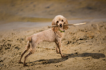 Joyful and Charming Poodle – Fun Moments with a Beloved Pet