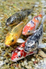 Colorful Koi Fish Swimming in Pond – National Koi Day
