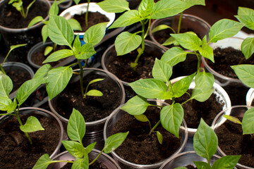 Plant seedlings of a chili pepper	