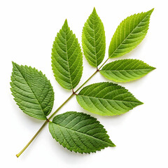 Fototapeta premium Green leaves