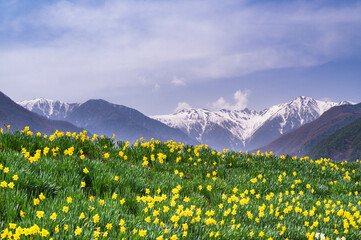 光前寺通りのスイセンと中央アルプス