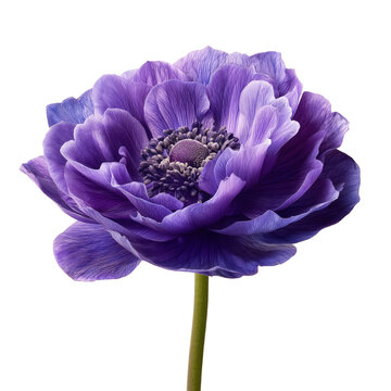 Stunning Purple Anemones: A Vibrant Floral Display , isolated on white background png