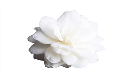 Fototapeta premium Close-up of a delicate white flower against a plain background.