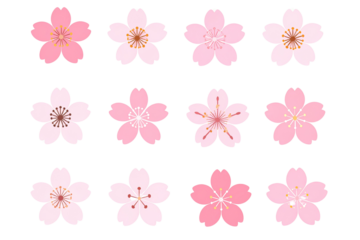  Set of Cherry blossom flowers, PNG clipart with transparent background