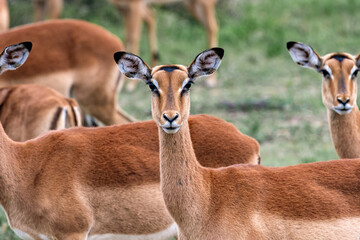 impala female in wild nature