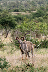 Male Greater Kudu in african savanna