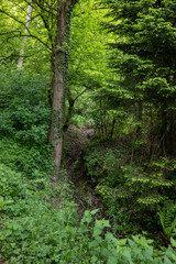 Obraz premium path in the forest