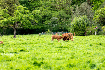 cows in the field