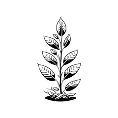 Elegant botanical illustration of a sprout with delicate leaves on white background