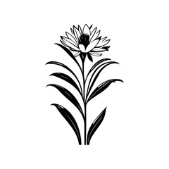 Elegant floral illustration with simplistic lines, showcasing botanical grace