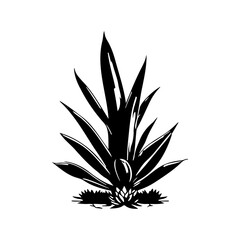 Fototapeta premium Minimalist botanical illustration of an agave plant in stark black and white