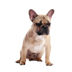 Adorable French bulldog dog sitting on white background