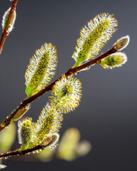 Fototapeta premium willow catkins emerging with dew drops