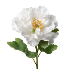 Obraz premium Exquisite White Peony in Full Bloom , isolated on white background png