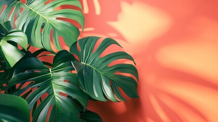 Dragon tail monstera epipremnum pinnatum tropical leaves