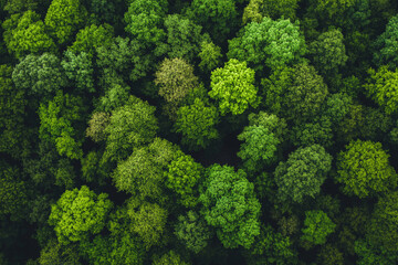 Naklejka premium Dense lush forest viewed from above showcasing various shades of green foliage and tree canopy in natural setting