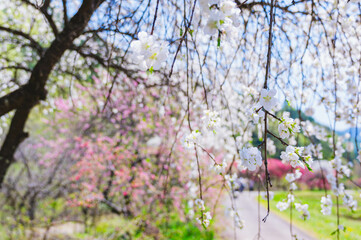 垂れ下がって咲く白い花桃