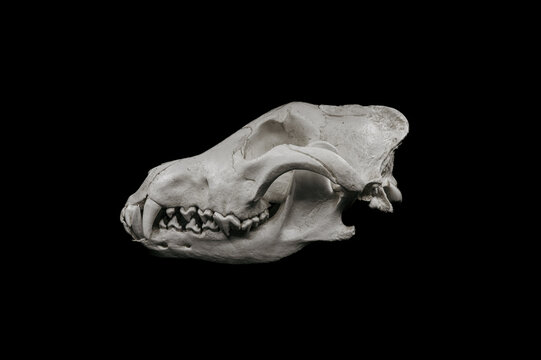 Anatomy and biology. Wolf Skull. Wild Wolfes.