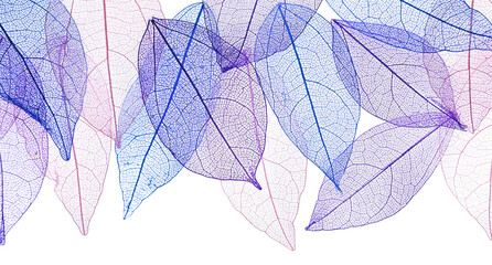 Beautiful skeletonized leaves isolated on white, top view