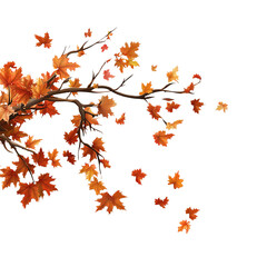 Flying maple tree branch in autumn tones, isolated on transparent background