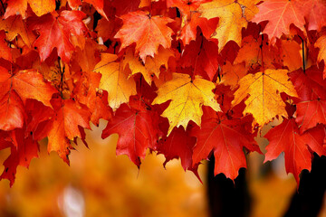 Colorful autumn leaves shining brightly in a forest filled with seasonal beauty