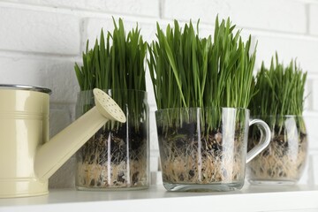 Wheat grass in transparent pots and watering can on shelf near white brick wall, closeup