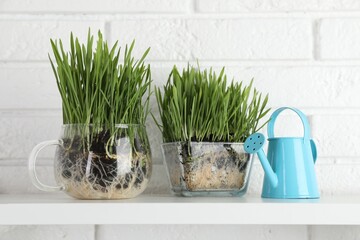 Wheat grass in transparent pots and watering can on shelf near white brick wall