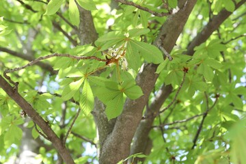 Beautiful tree crown with green leaves as background, low angle view