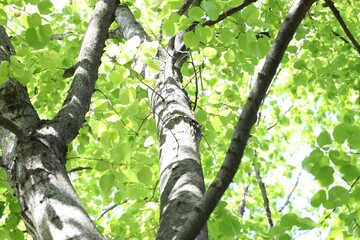 Fototapeta premium Beautiful tree crown with green leaves as background, low angle view