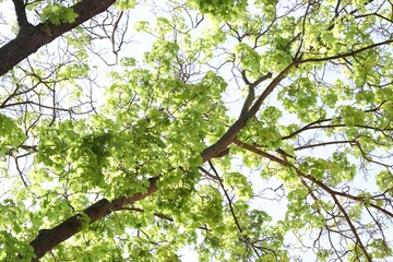 Beautiful tree crown with green leaves as background, low angle view