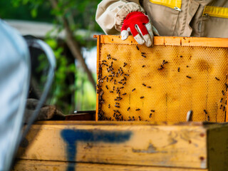 Wooden frame with honeycomb is being inspected by beekeeper for quality control. Production of fine organic natural product. Popular hobby and agriculture business. Selective focus.