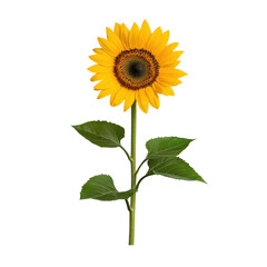 Fototapeta premium Bright yellow sunflower with vibrant petals and rich center, showcasing nature's beauty and summer's warmth on transparent background