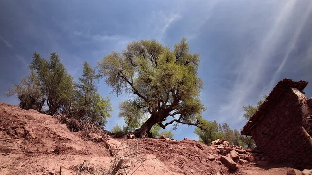 Wild Argan Tree in Arid Landscape &ndash; Taroudant, Morocco
